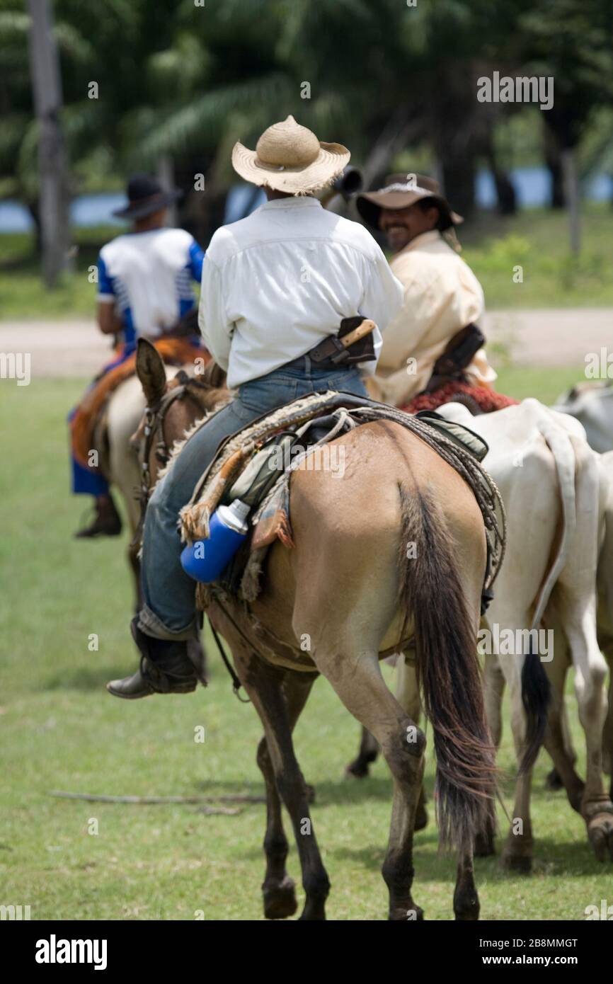 Comitiva de gado, peão de boiadeiro, boi, Cortege of Cattle, Peasant of  Cowboy, Ox, Bos taurus, Miranda, Mato Grosso do Sul, Brazil Stock Photo -  Alamy