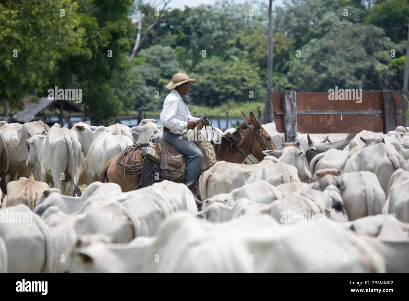 Comitiva de gado, peão de boiadeiro, boi, Cortege of Cattle, Peasant of  Cowboy, Ox, Bos taurus, Miranda, Mato Grosso do Sul, Brazil Stock Photo -  Alamy