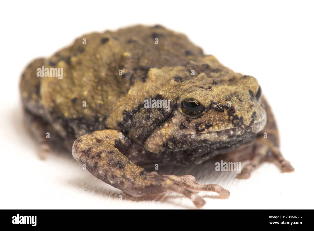 Asian painted bullfrog Cut Out Stock Images & Pictures - Alamy