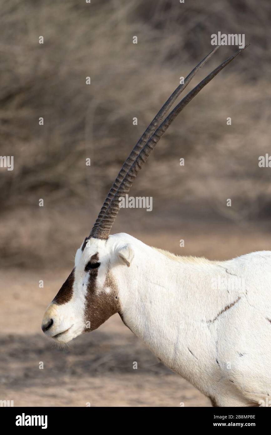 Arabian Oryx in Al Reem Nature resreve in Qatar Stock Photo