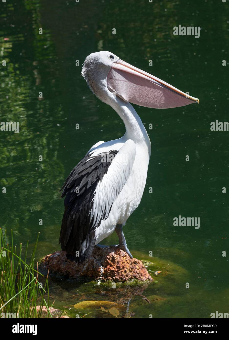 Australian pelican (Pelecanus conspicillatus) Stock Photo