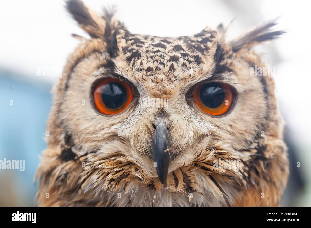 Hand reared owl hi-res stock photography and images - Alamy