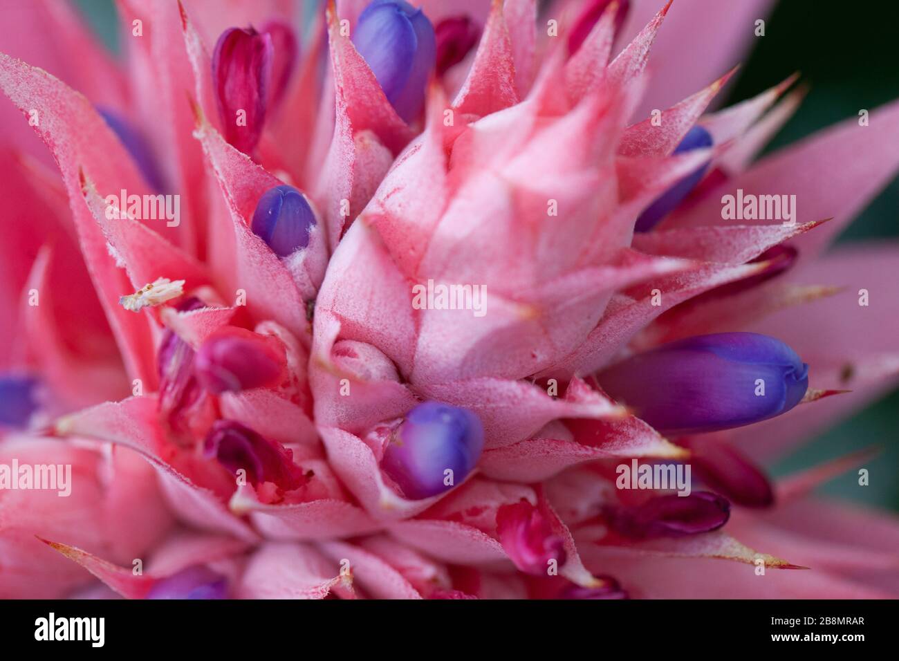 Close Macro of pink flowering bromeliad, Aechmea fasciata (Urn Plant or Silver Vase Plant) Stock Photo