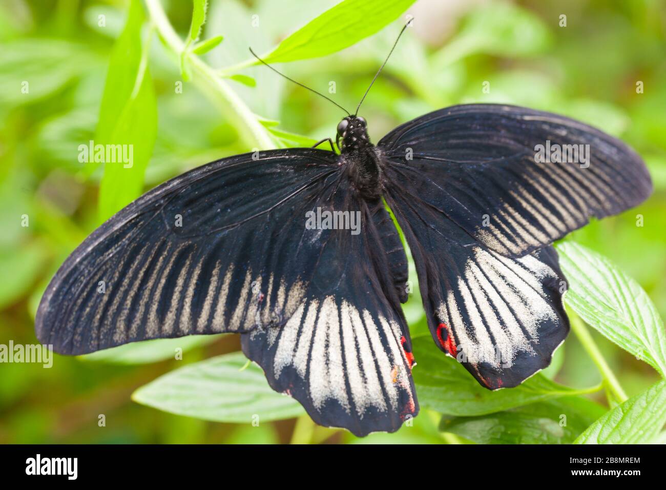 Variable Swallowtail | Mimoides phaon butterfly settled with open wings Stock Photo