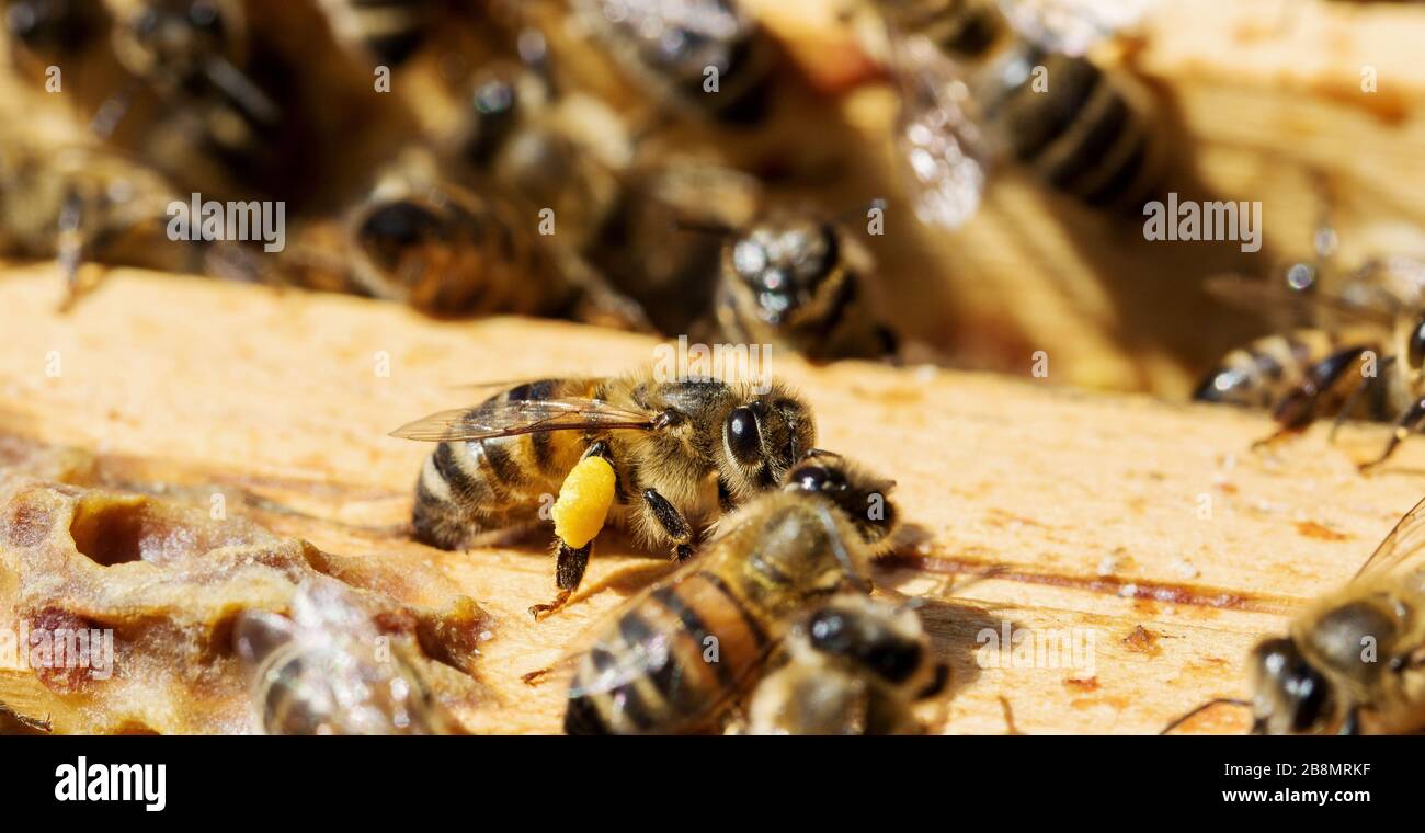 Bees at work hi-res stock photography and images - Alamy