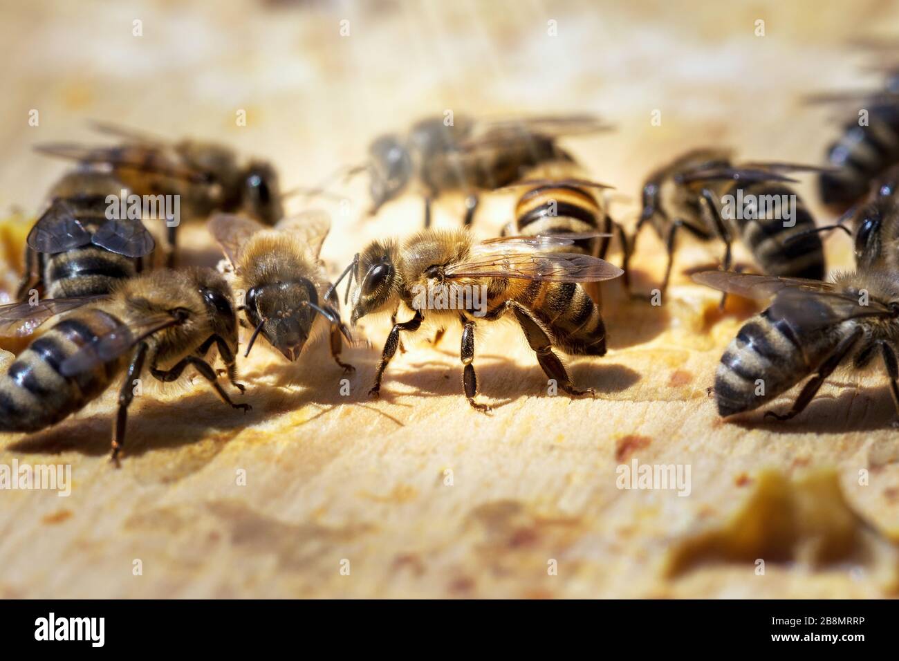 Black hexagon honeycomb bees hi-res stock photography and images - Alamy