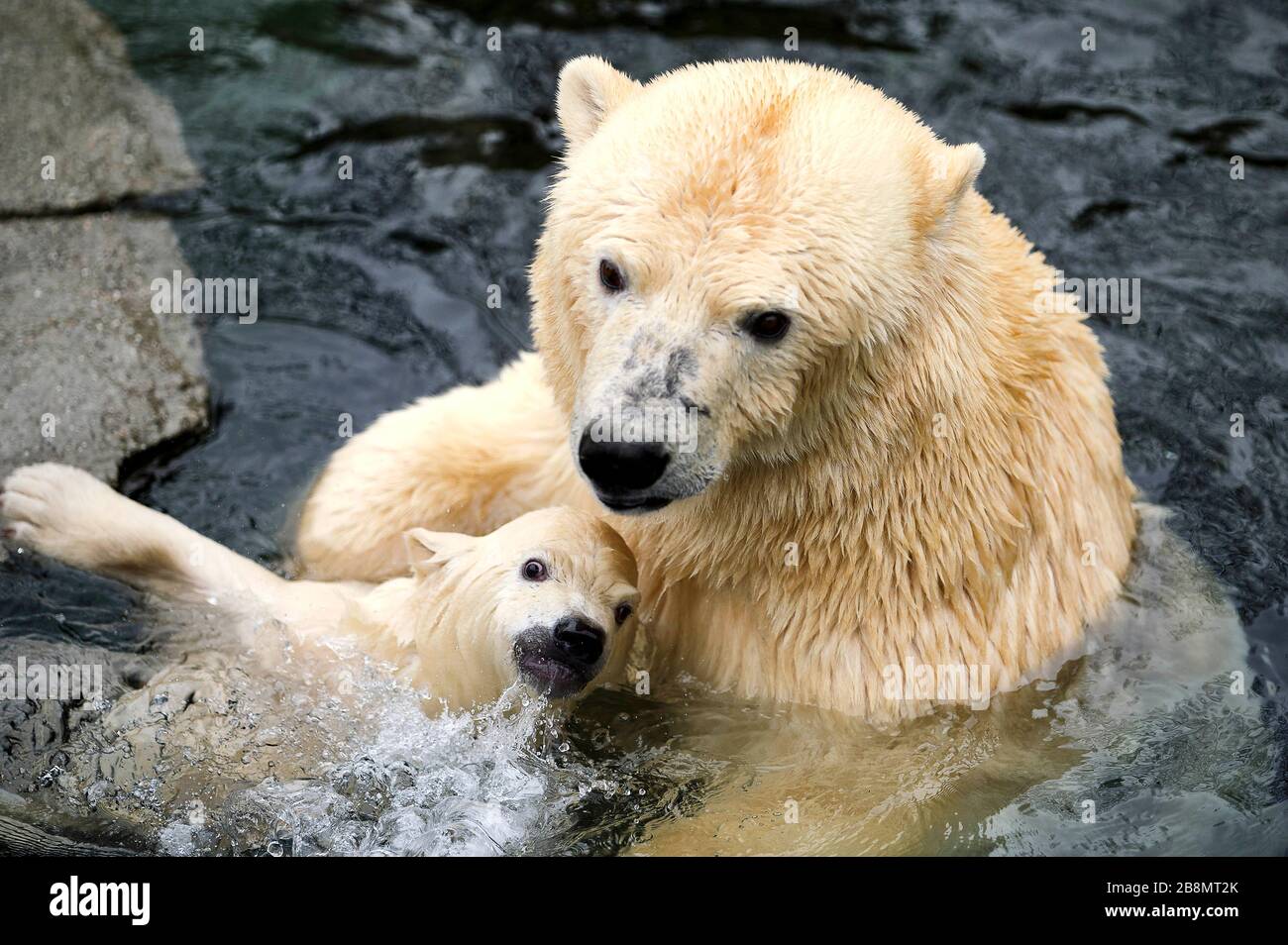 Hanover, Deutschland. 20th Mar, 2020. First exit of the still nameless ice bar baby with his ice bar mother Milana into the open air in the adventure zoo. Hanover, March 20, 2020 | usage worldwide Credit: dpa/Alamy Live News Stock Photo