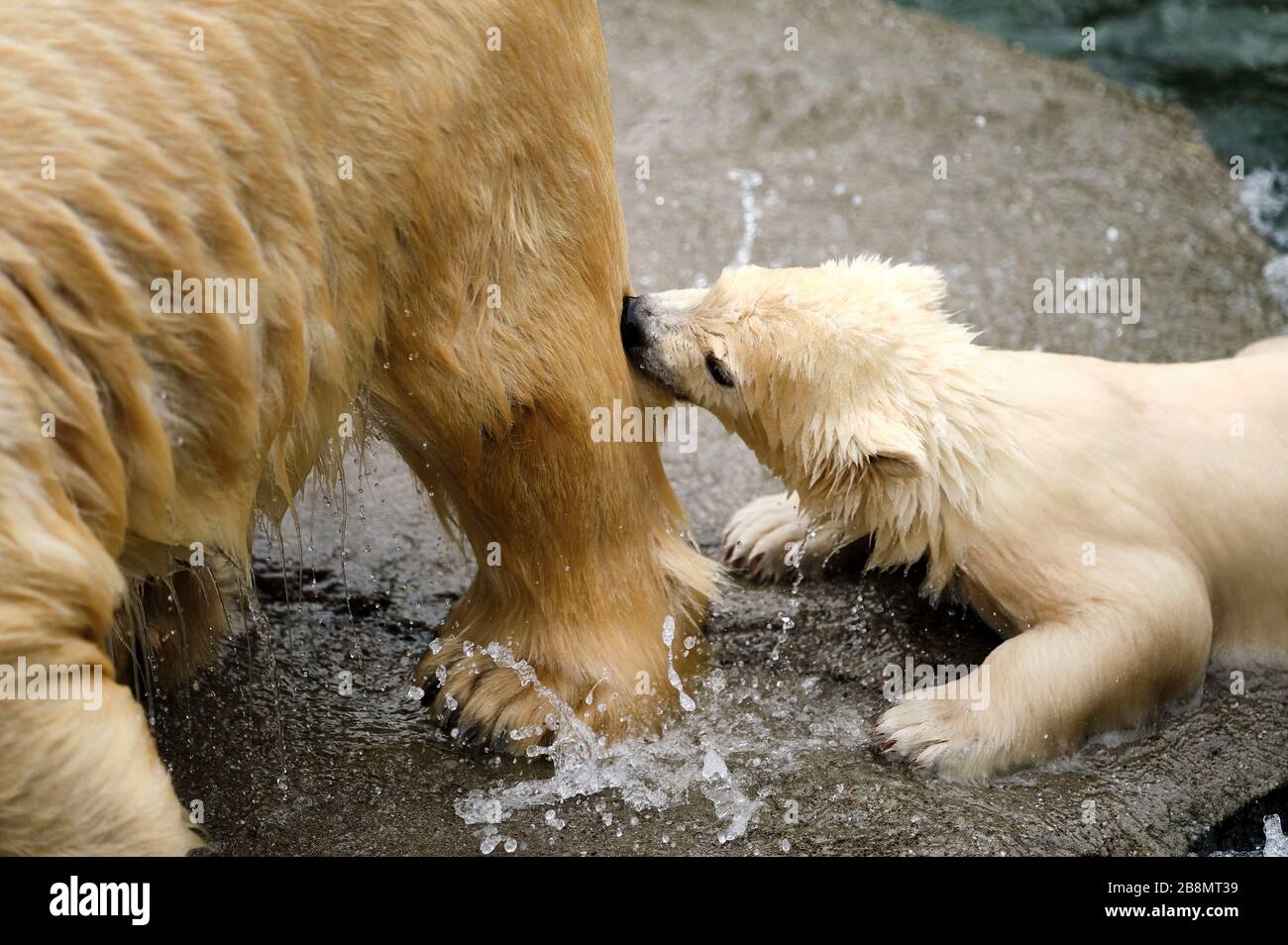 Hanover, Deutschland. 20th Mar, 2020. First exit of the still nameless ice bar baby with his ice bar mother Milana into the open air in the adventure zoo. Hanover, March 20, 2020 | usage worldwide Credit: dpa/Alamy Live News Stock Photo