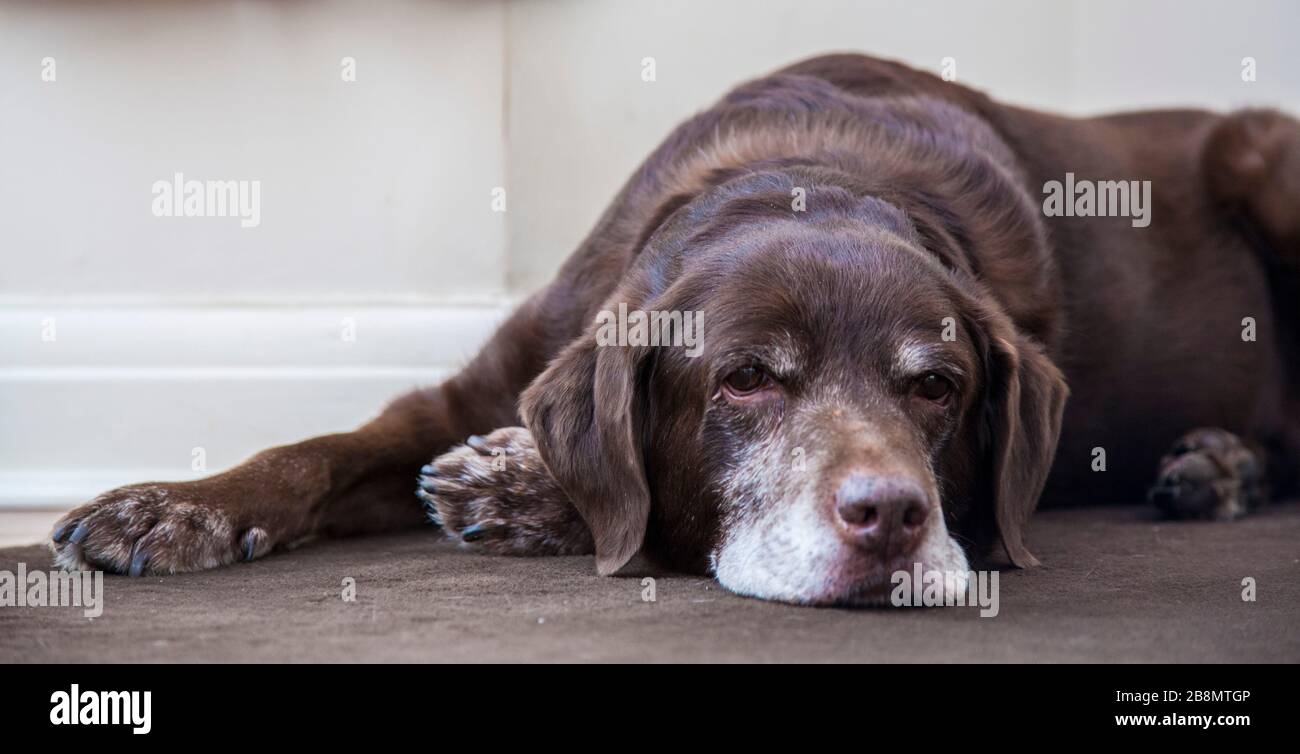 Brown/red/chocolate labrador retriever dog laid down in room looking down Stock Photo