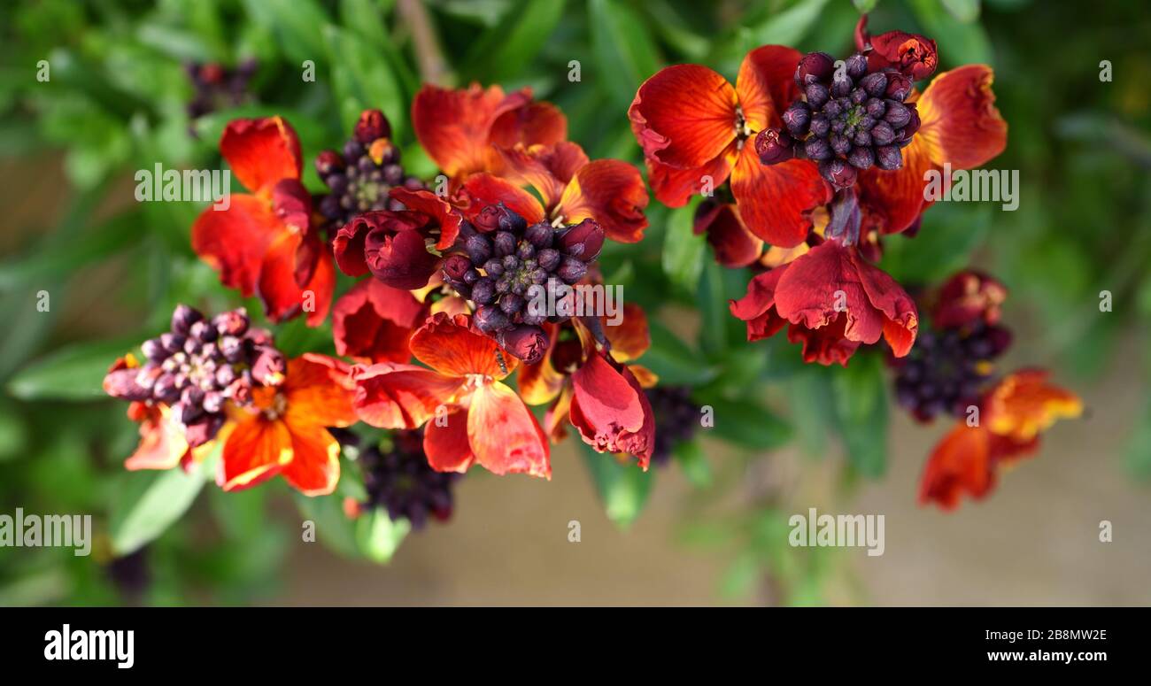 Red wallflowers in bud Stock Photo Alamy