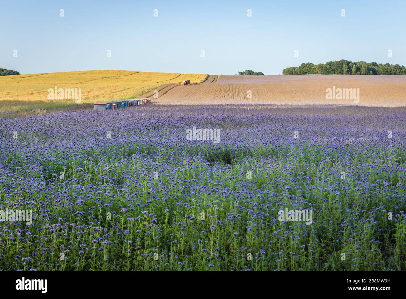 Beehives on a Centaurea cyanus flwoers meadow in Swidwin County in West Pomeranian Voivodeship of northwestern Poland Stock Photo