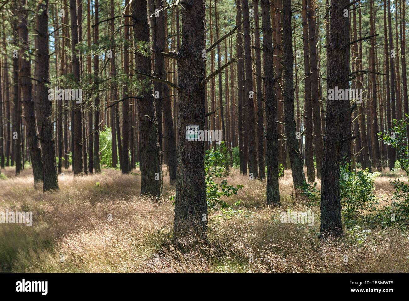 forest bike trails