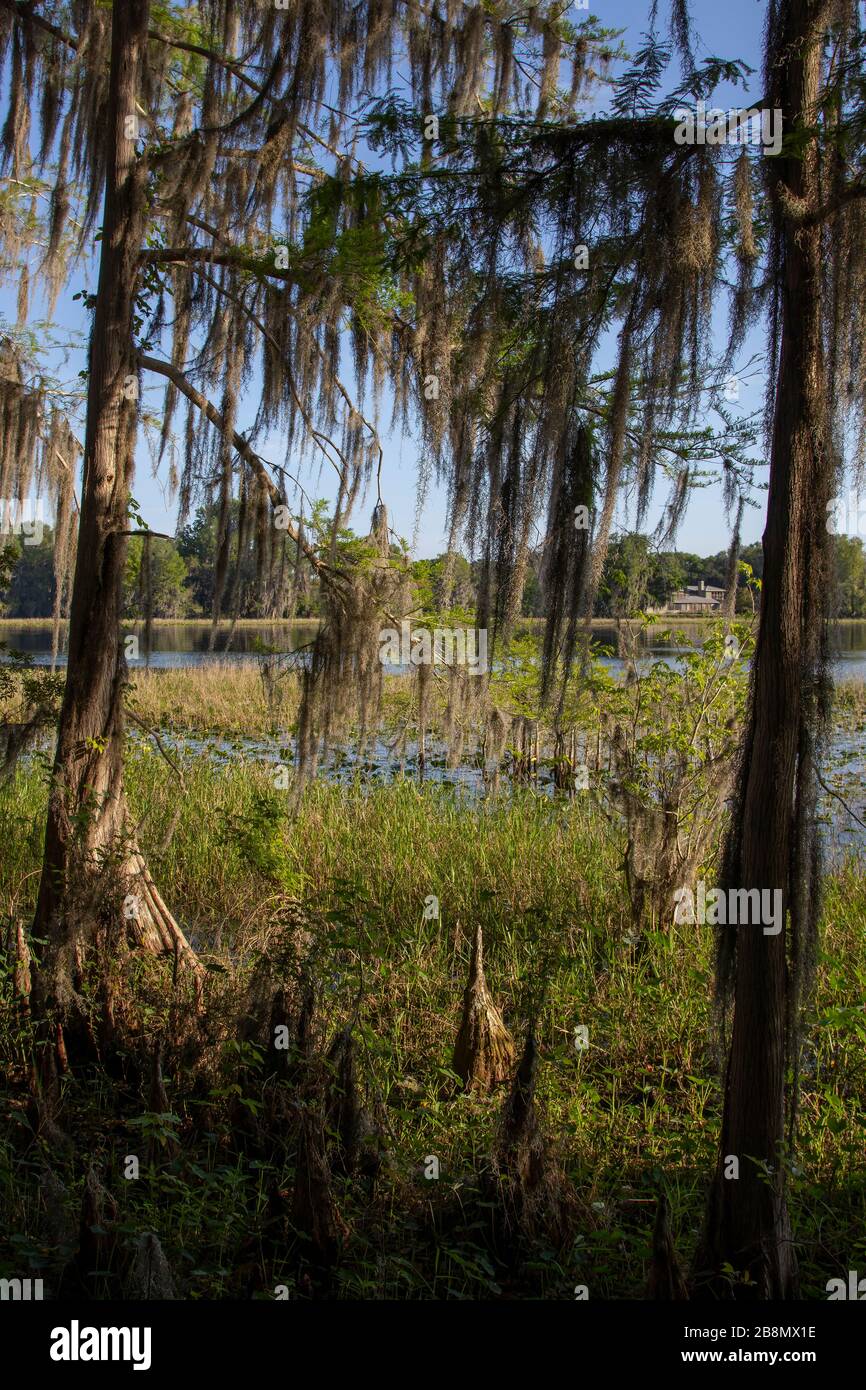 Cypress trees draped with Spanish Moss at sunrise Lake Henderson