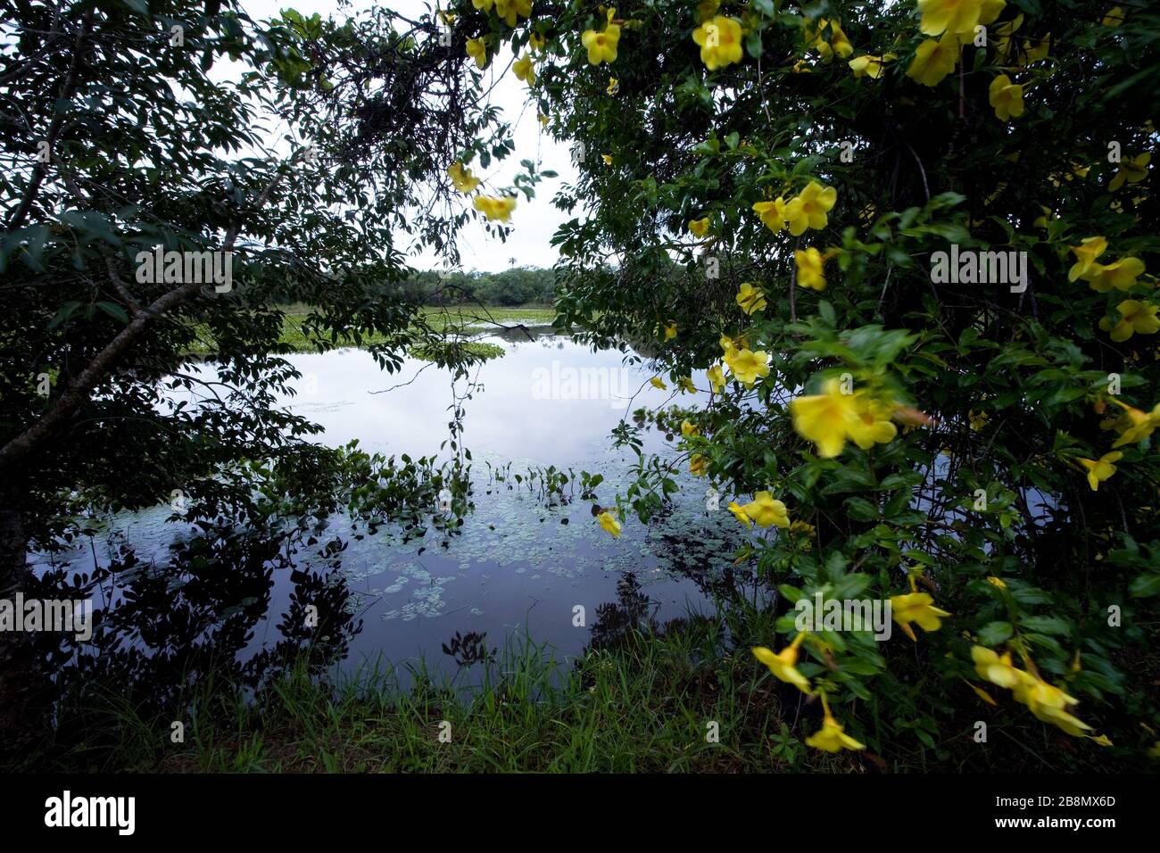 Lake, Miranda, Mato Grosso do Sul, Brazil Stock Photo Alamy