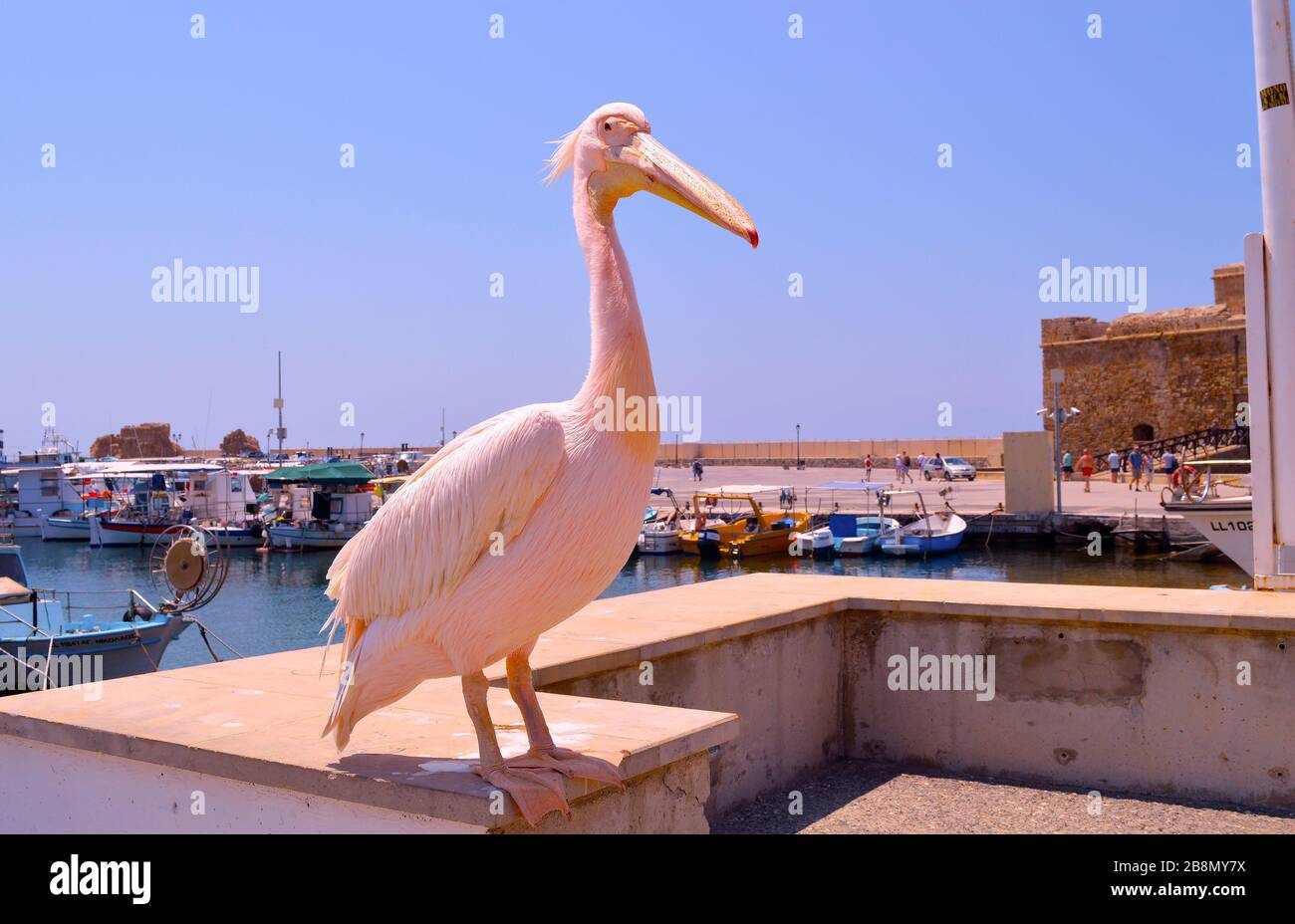A Pink pelican is a regular visitor to Paphos Harbour in Cyprus Stock Photo
