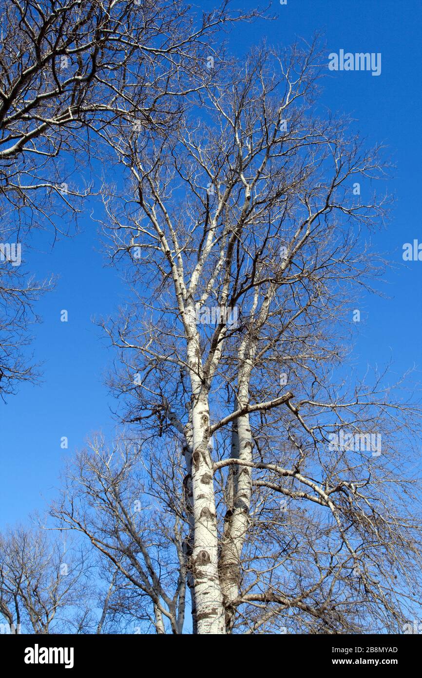 Poplar tree on a winter day Stock Photo Alamy