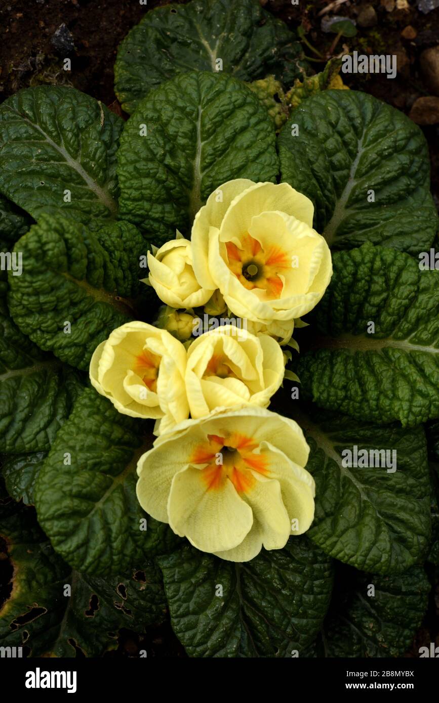 Closeup of yellow primula flower. Stock Photo