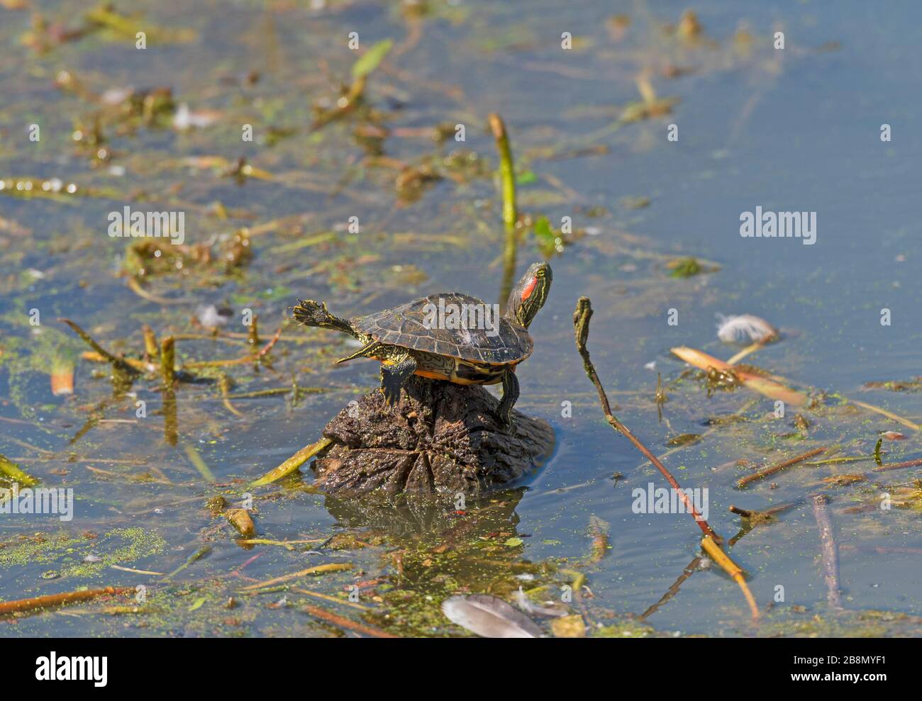 Red Eared Slider Turtle Trying to Fly in Brazos Bend State Park in Texas Stock Photo
