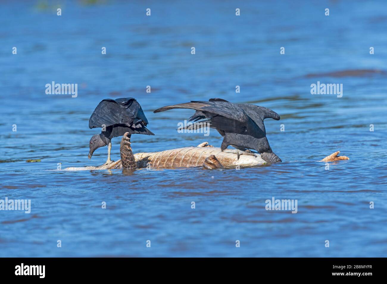 Two Black Vultures Eating on a Dead Caiman in Pantanal National Park in Brazil Stock Photo