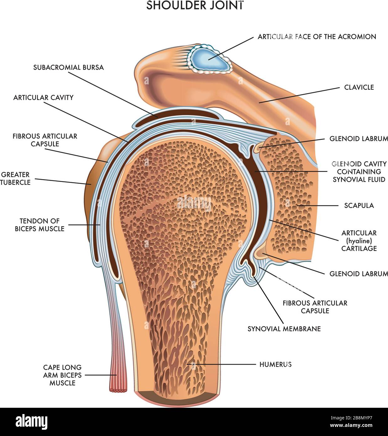 https://c8.alamy.com/comp/2B8MYP7/shoulder-joint-illustrated-and-annotated-with-components-on-white-2B8MYP7.jpg