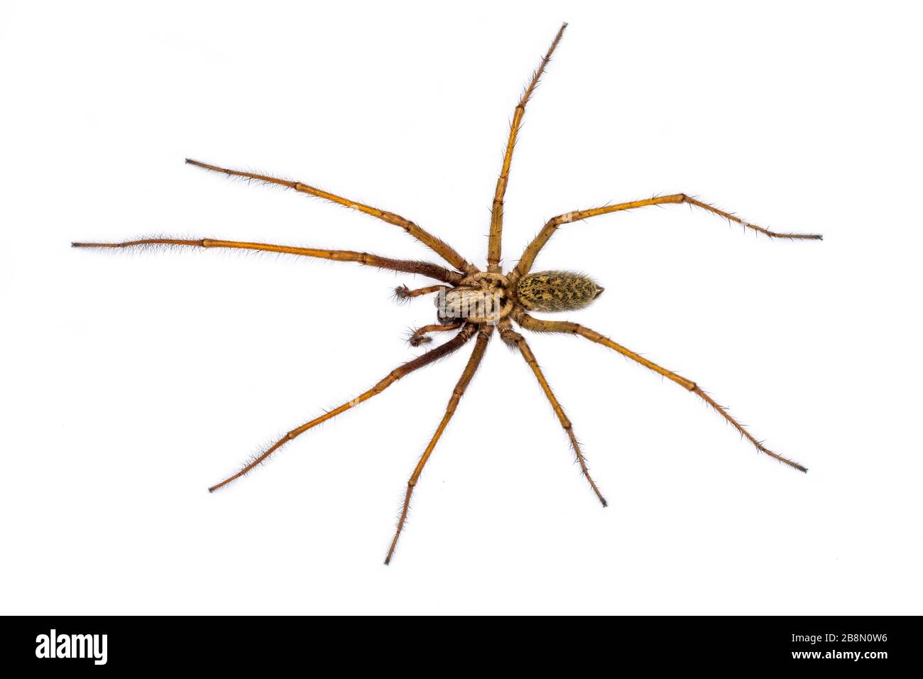 Giant house spider (Eratigena atrica) top down view of arachnid with long hairy legs isolated on white background Stock Photo