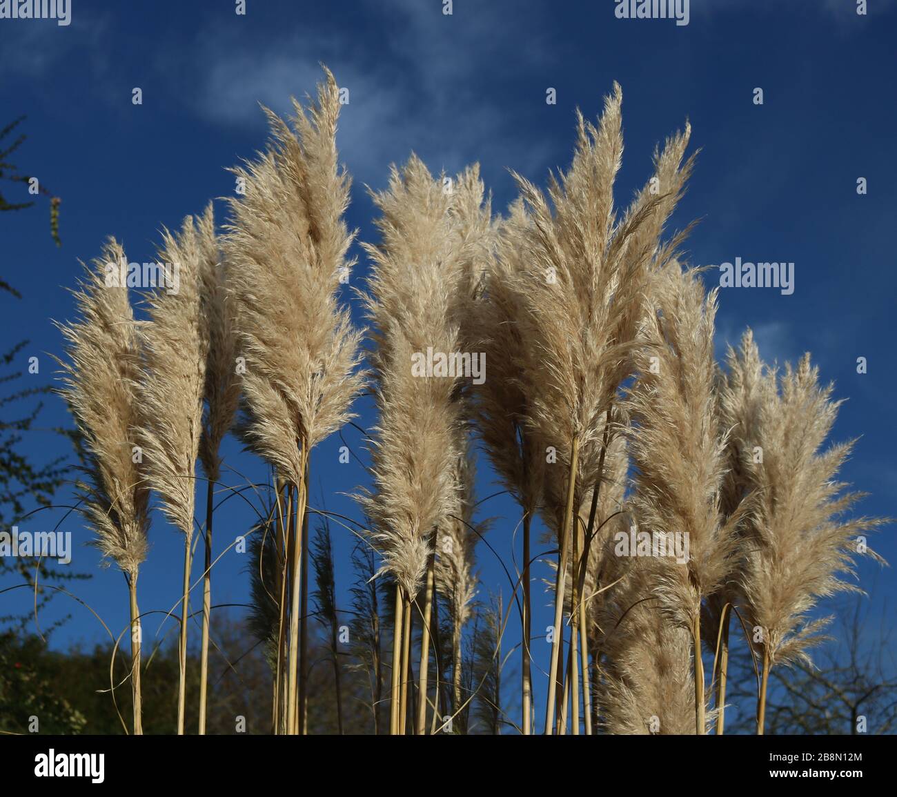 Pampas Grass in bloom Stock Photo Alamy