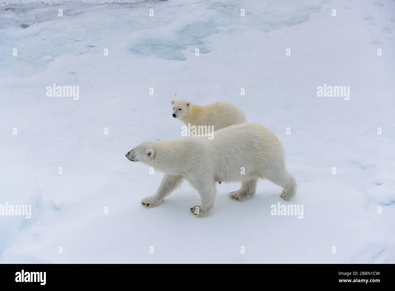 Polar bear (Ursus maritimus) mother and cub on the pack ice, north of ...