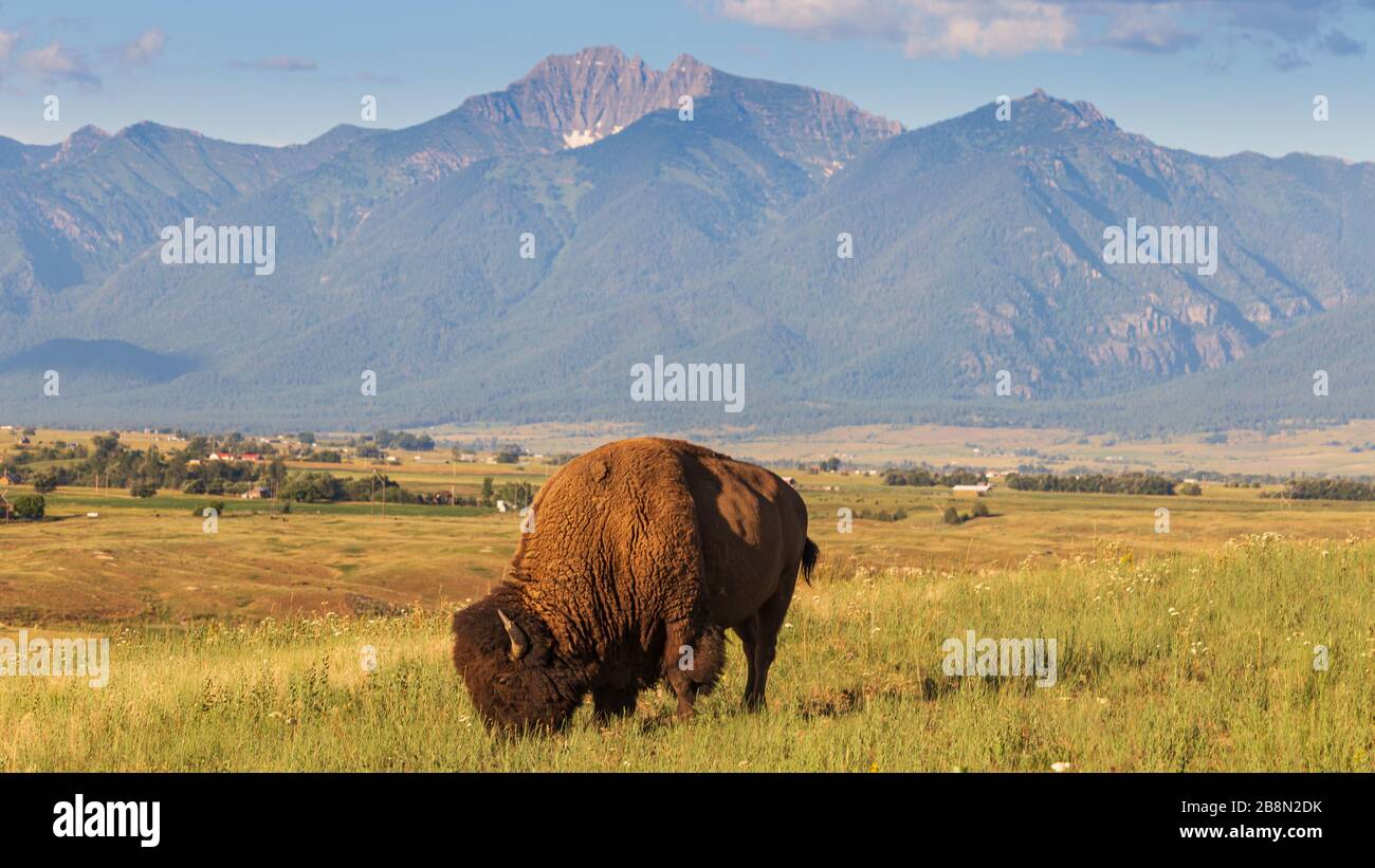 Bison grazing with the Swan Range in Montana majestically rising in the background Stock Photo