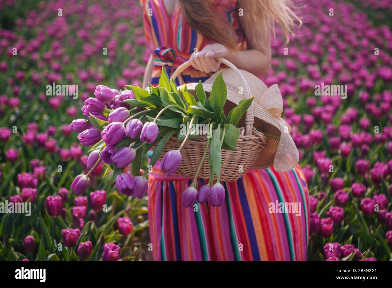 Magical Netherlands landscape with beautiful long red hair woman wearing in striped dress. Girl holding bouquet colorful tulips flowers in basket and Stock Photo