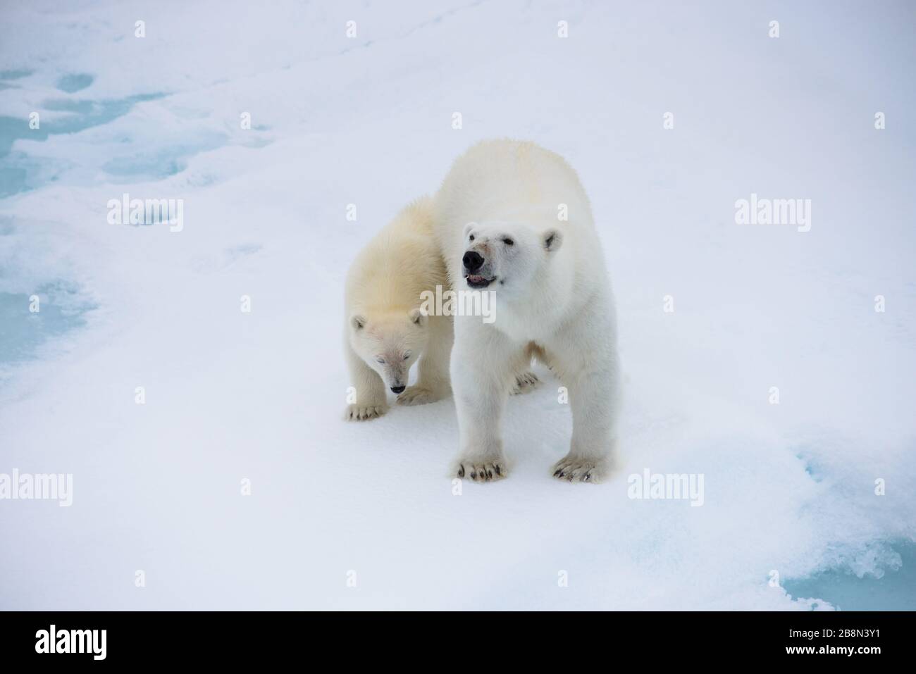 Polar bear (Ursus maritimus) mother and cub on the pack ice, north of ...