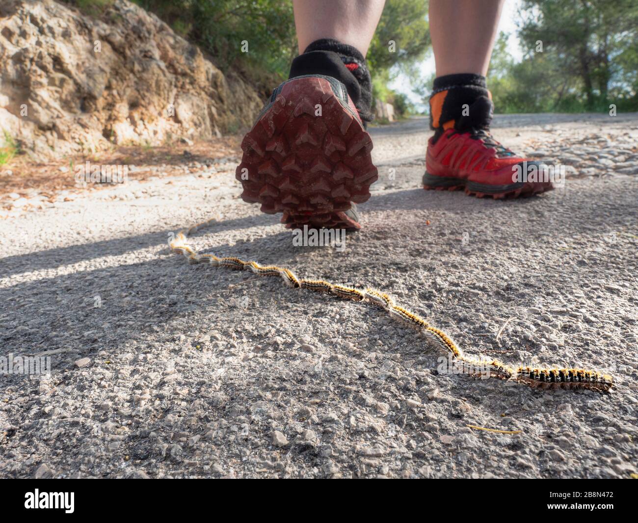Be careful within running. Procession of Caterpillar Pine Processionary rushes in a row on asphalt path through a forest park. Bosque de Bellver, Palm Stock Photo