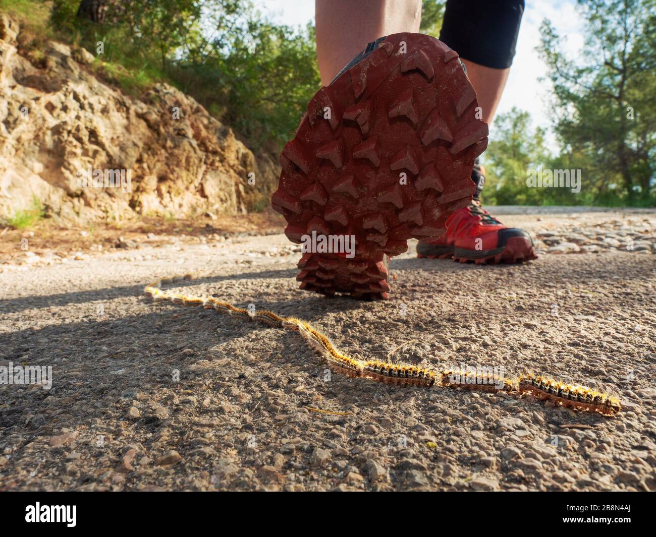 Running shoe will step on row of danger tree caterpillars. Caterpillars looking for green leaves. Stock Photo