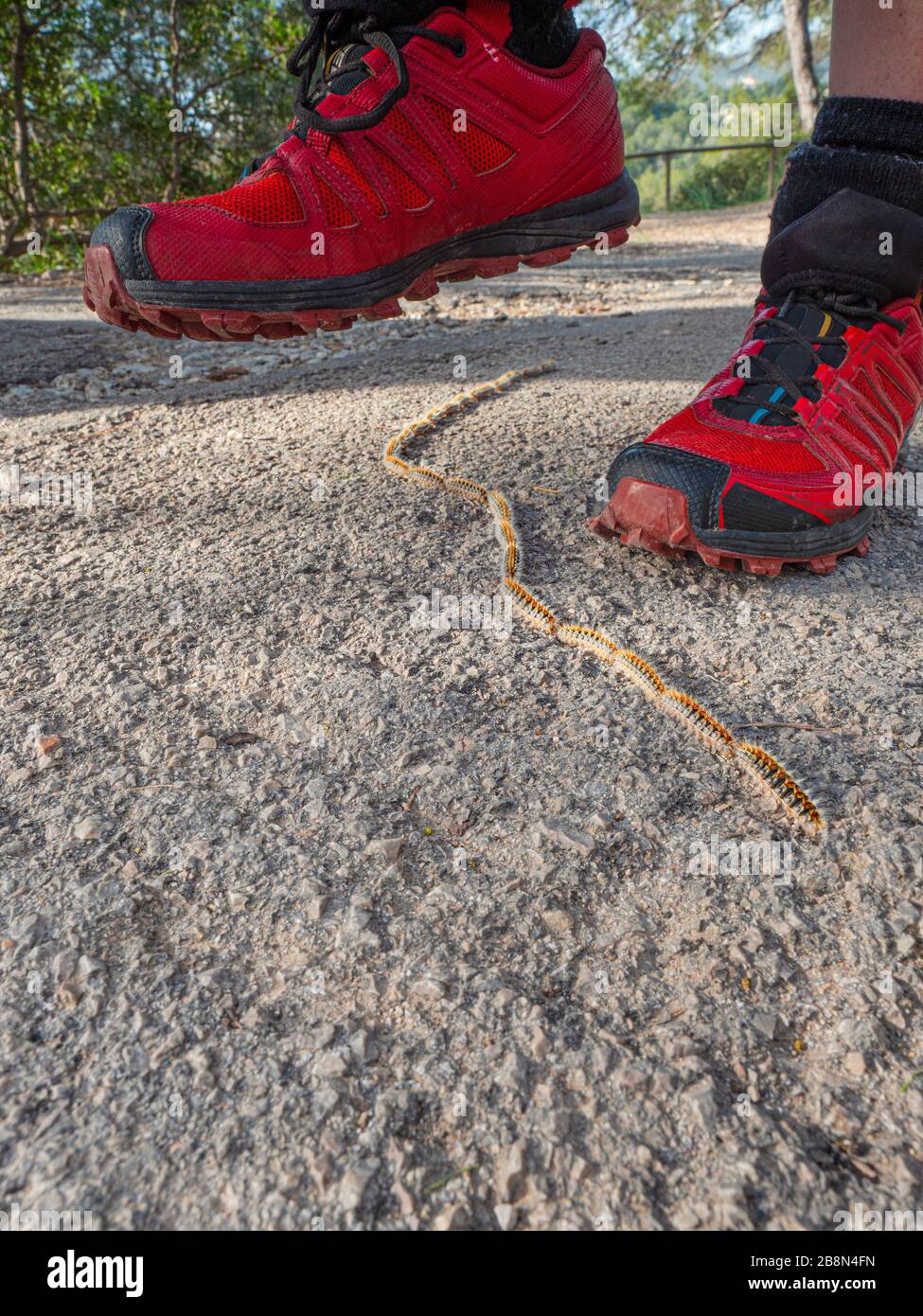 Caterpillars processionary marching on asphalt  around red sport shoes. Latin Thaumetopoea pityocampa. Plague, infection, urticating, hairy body Stock Photo