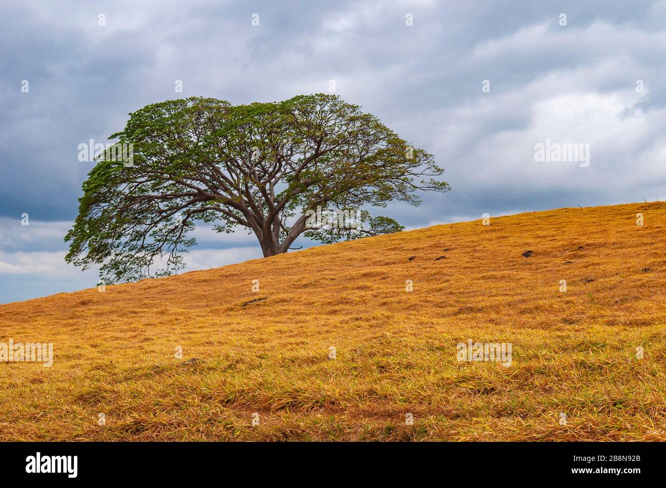 The Guanacaste tree (Enterolobium cyclocarpum) is the national tree of Costa Rica, Guanacaste province. Stock Photo