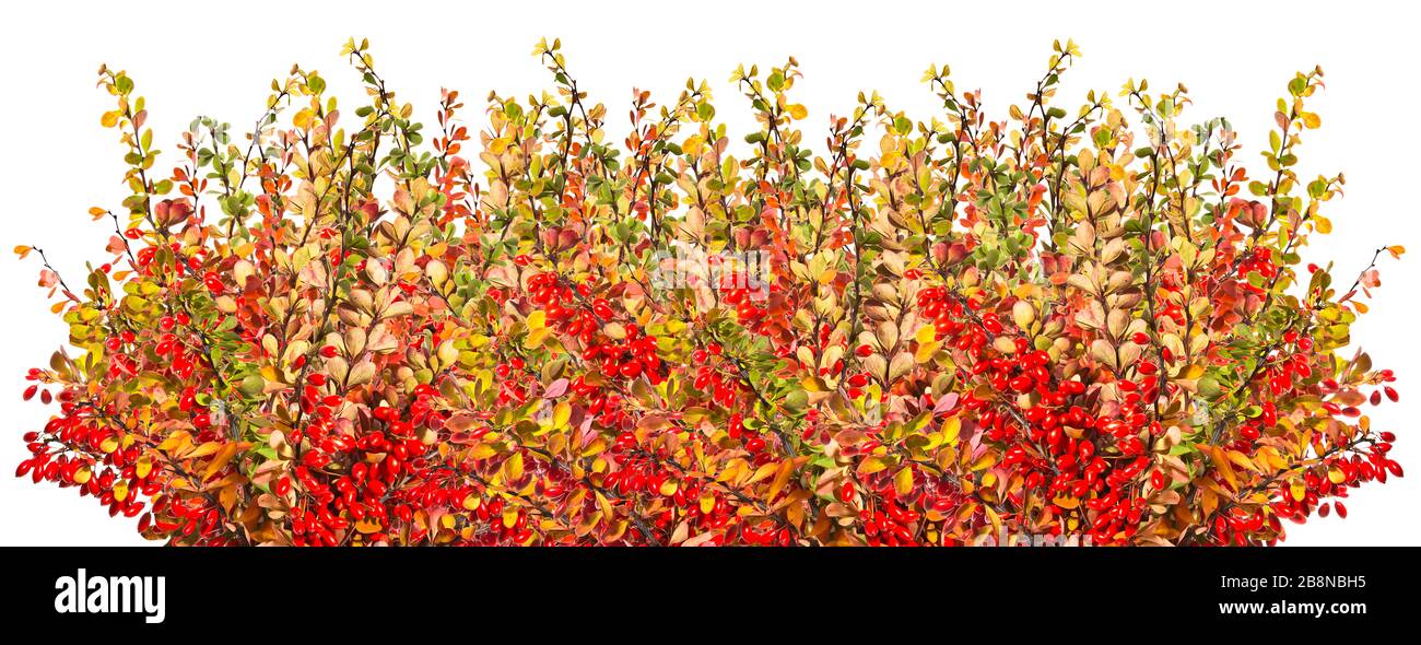 Twigs of barberry with red fruits on a white background Stock Photo