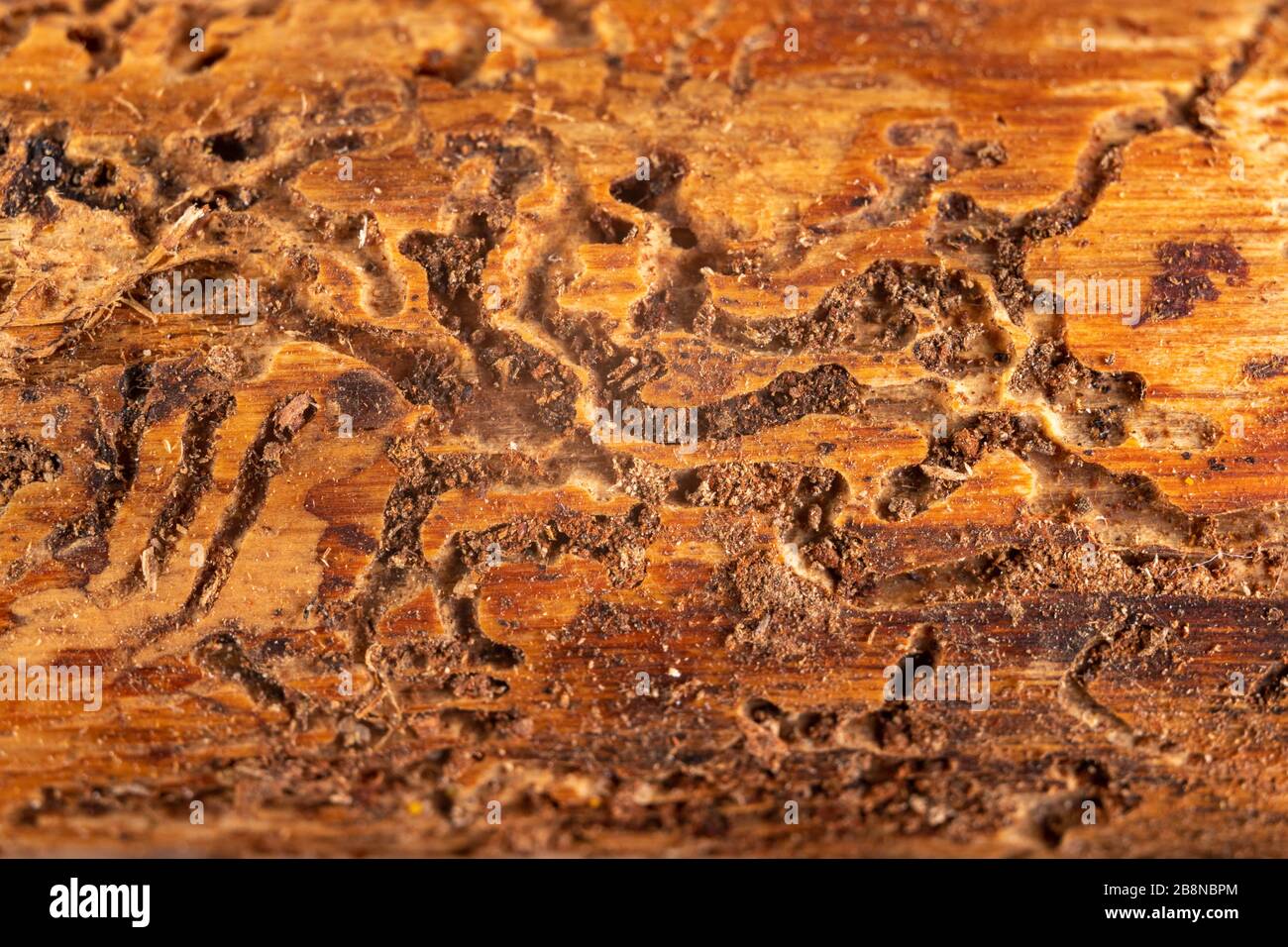 Woodworm tunnels in coniferous wood. Pine infested by bark beetles. Dark background. Stock Photo