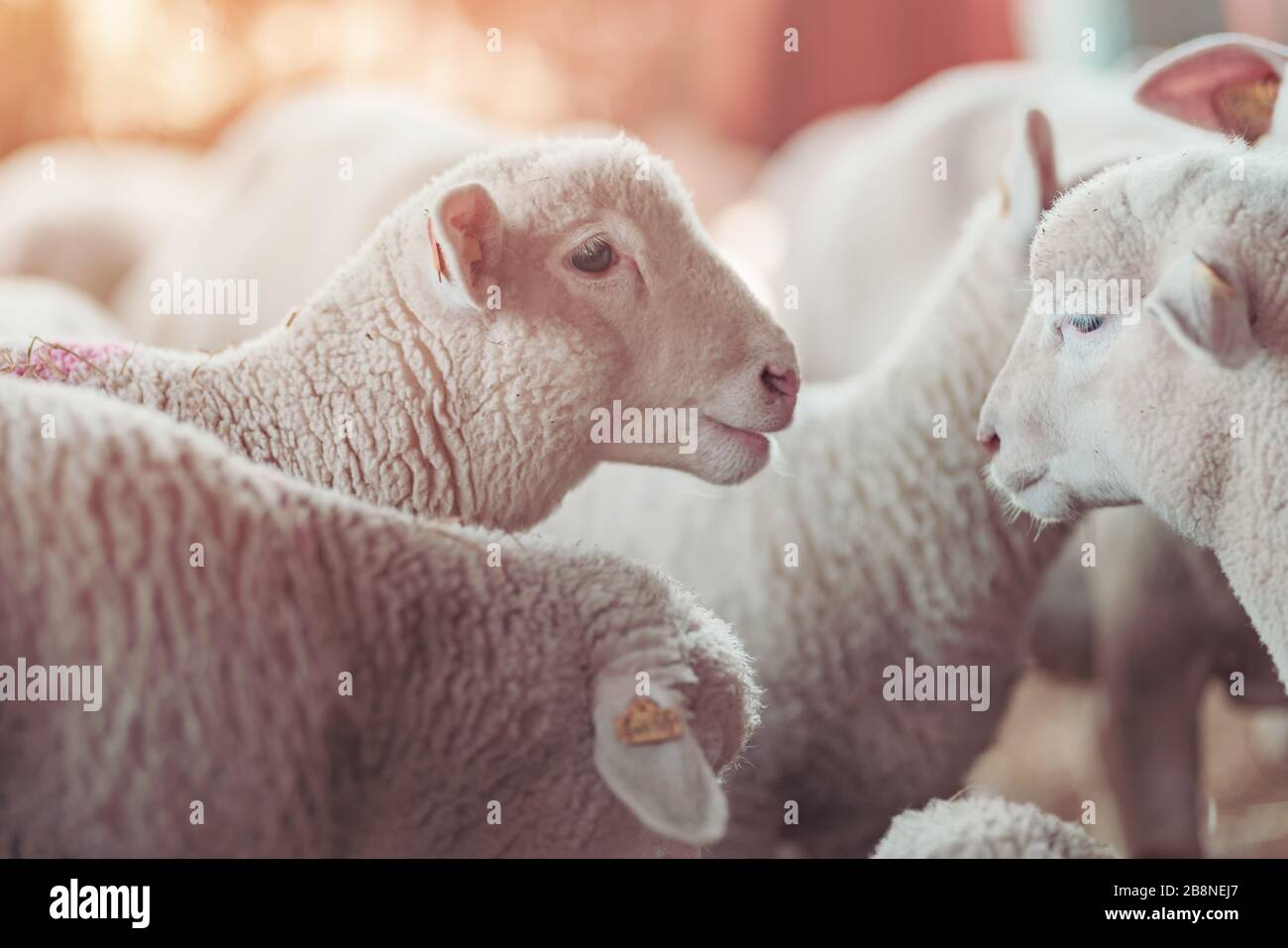 Lamb in sheep pen on dairy farm, cute young animals in paddock Stock Photo