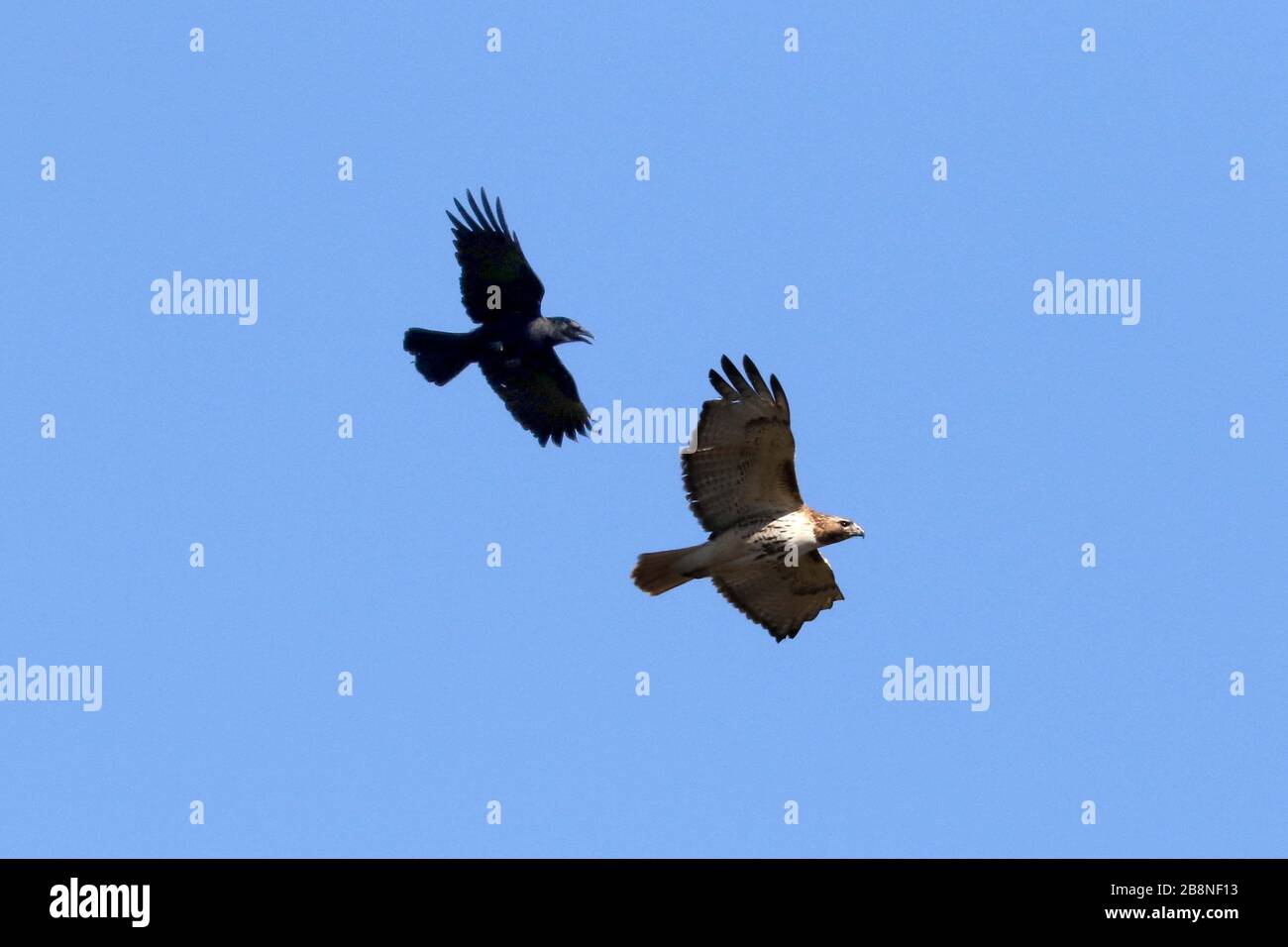 Hawk much bigger than crow hires stock photography and images Alamy