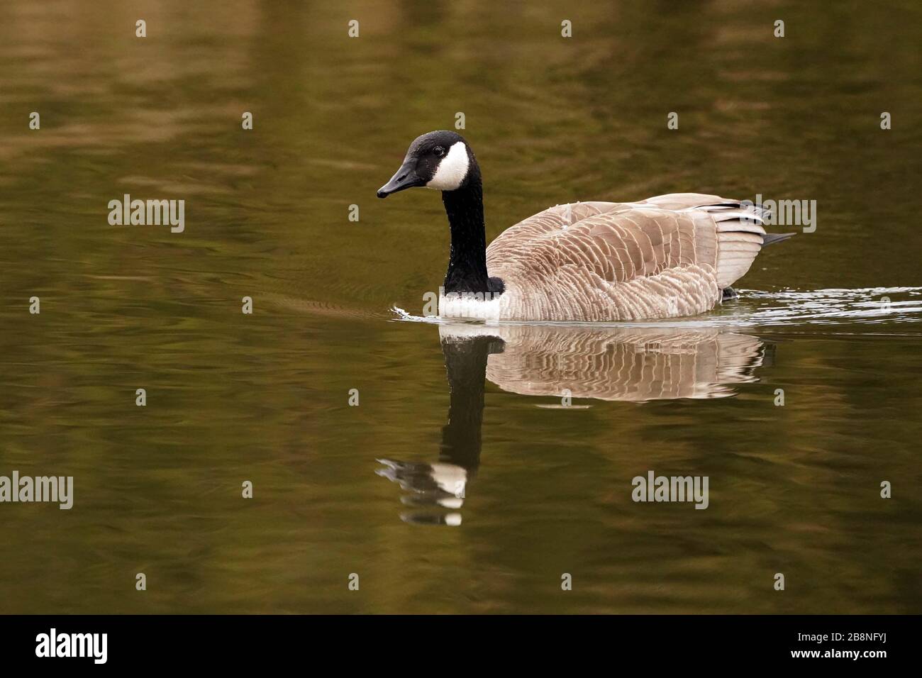Canada Geese dabbling and relaxing in marsh Stock Photo