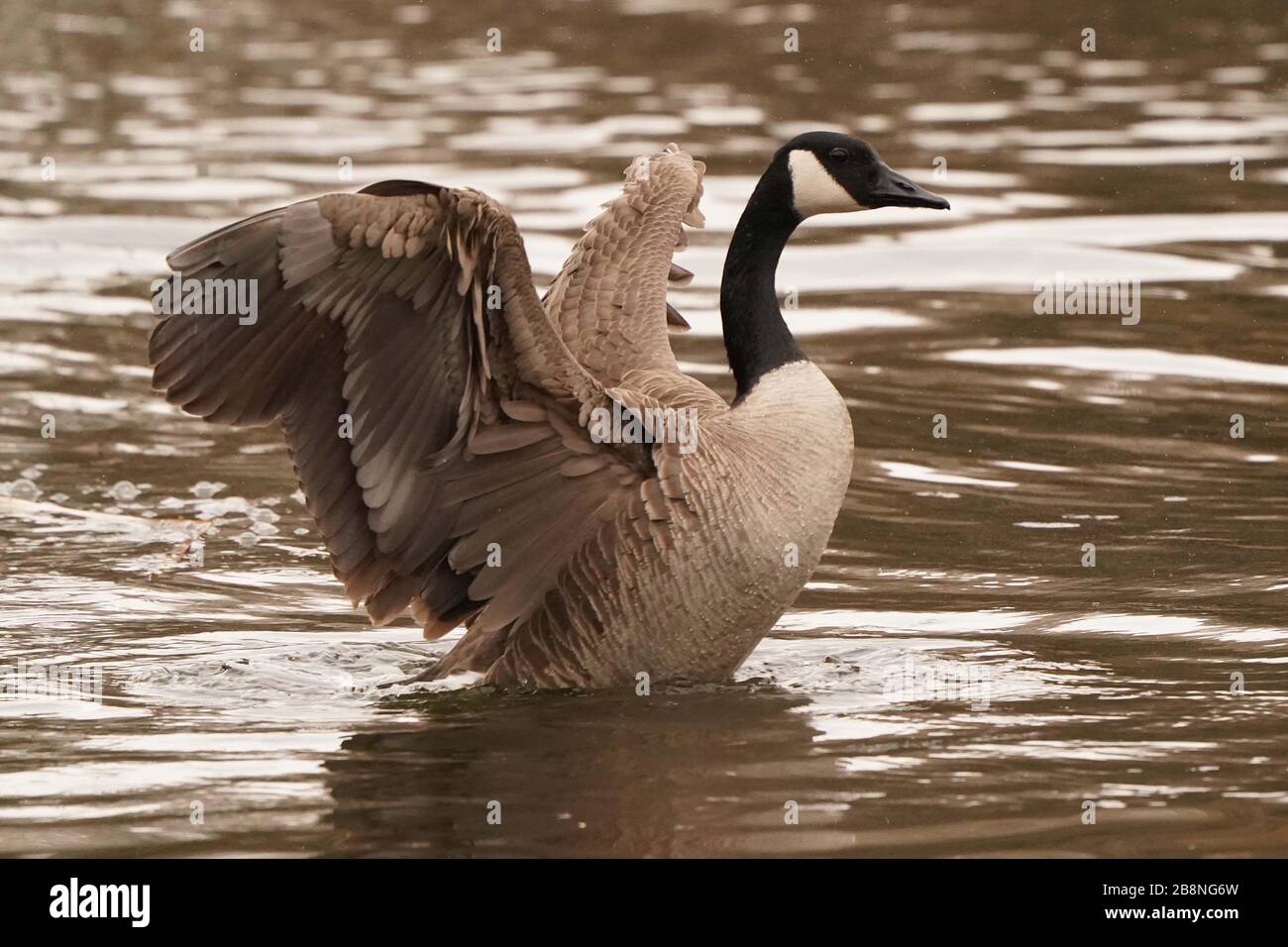 Canada Geese dabbling and relaxing in marsh Stock Photo