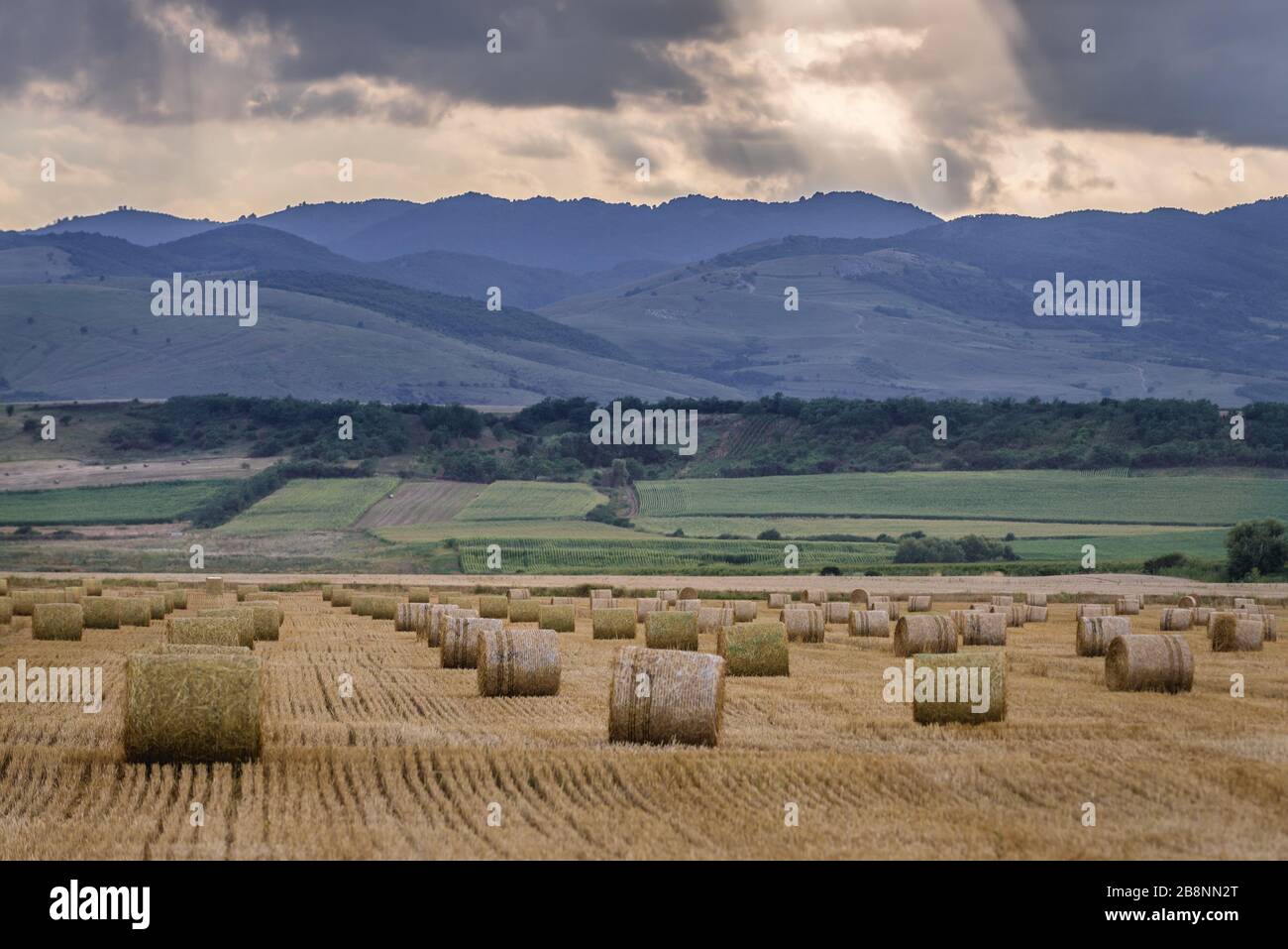 Straw bales on a field in Romania Stock Photo Alamy