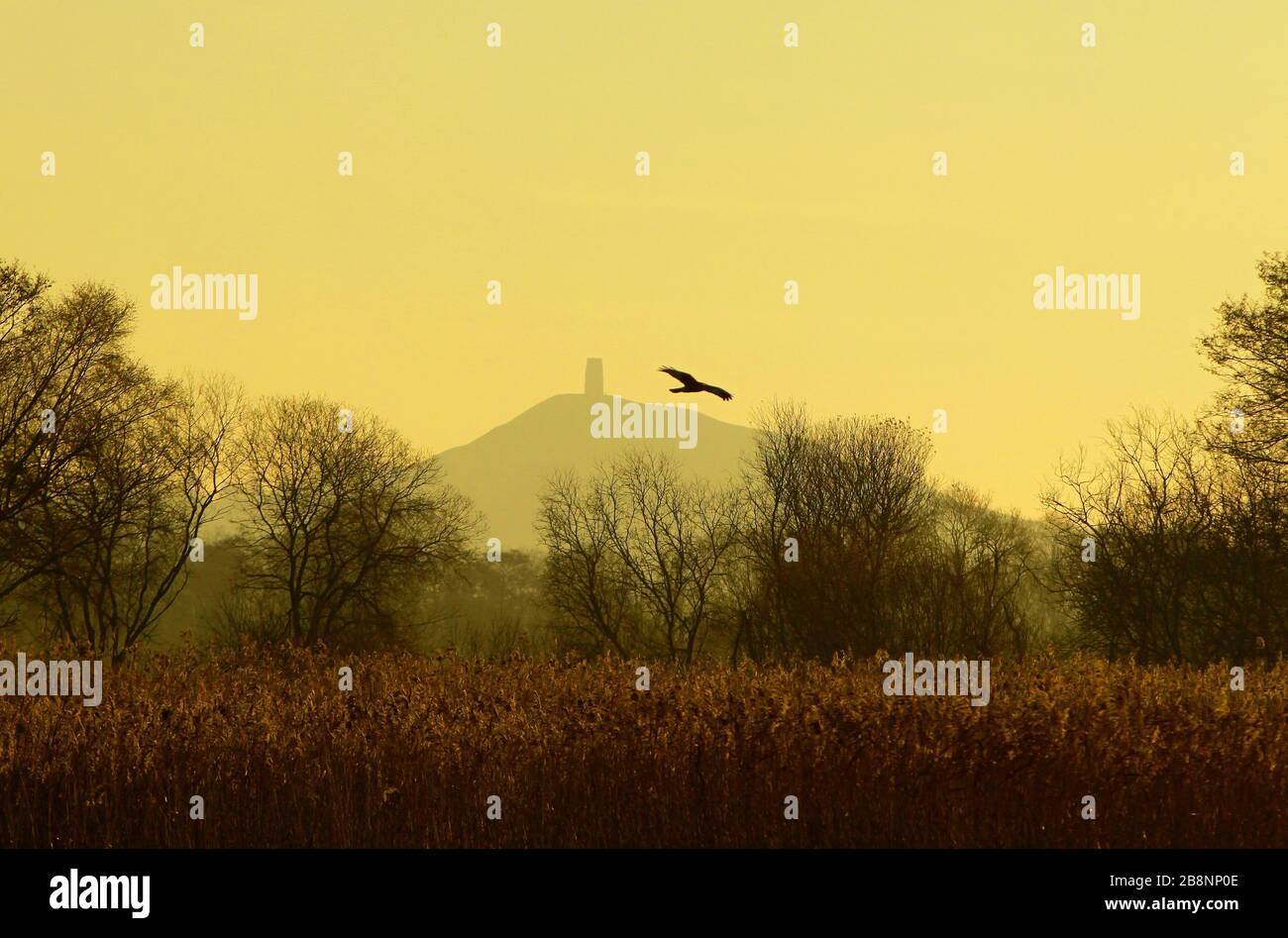 The sun rises across the Somerset levels near Glastonbury. Stock Photo