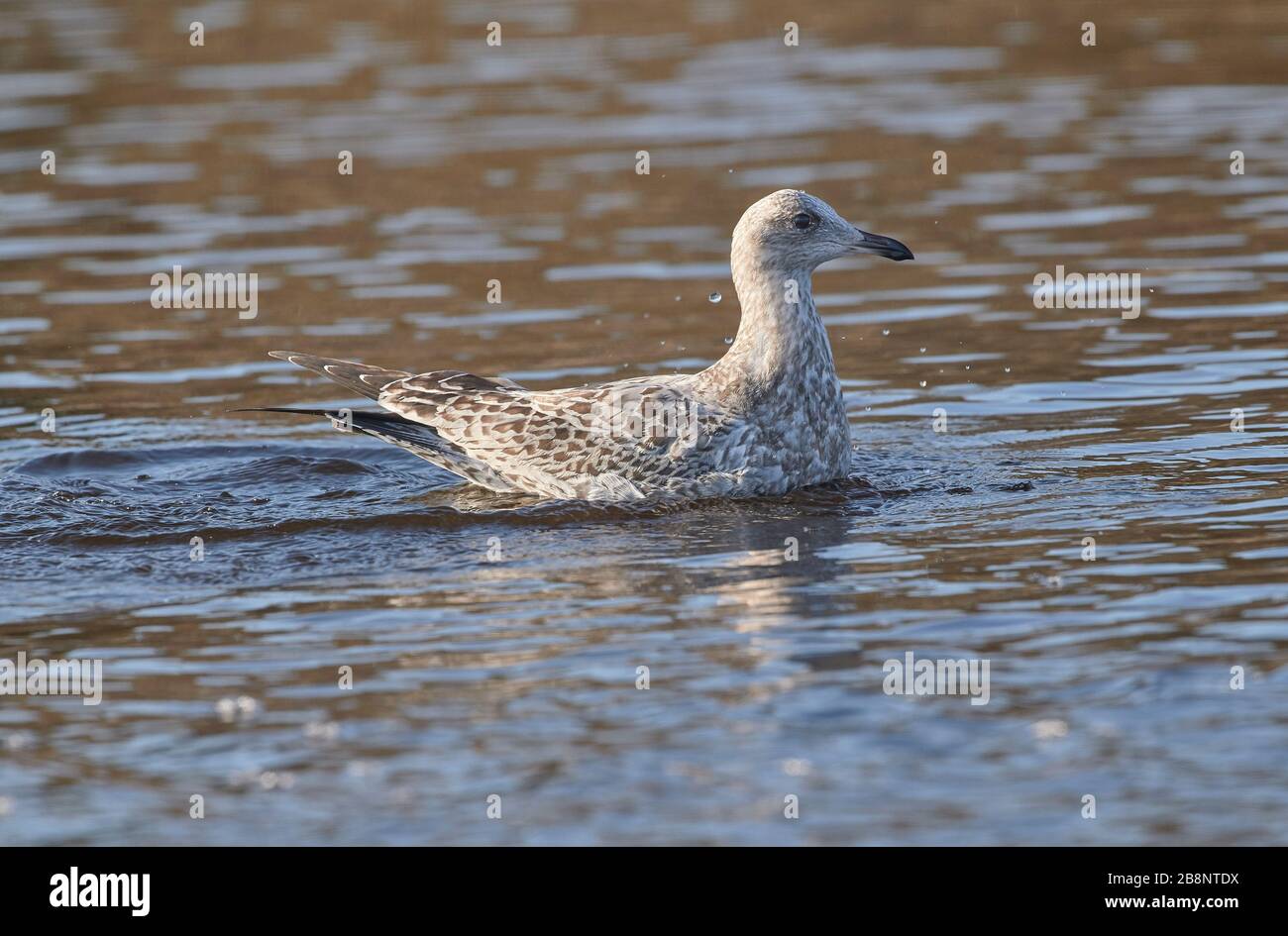 Immature herring gull hires stock photography and images Alamy