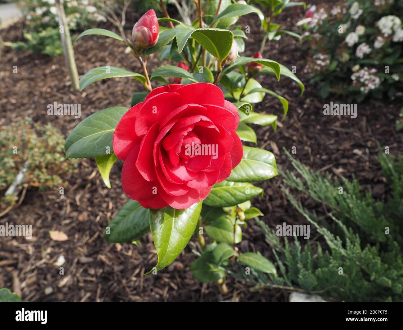 Red Camellia Flower High Resolution Stock Photography and Images - Alamy