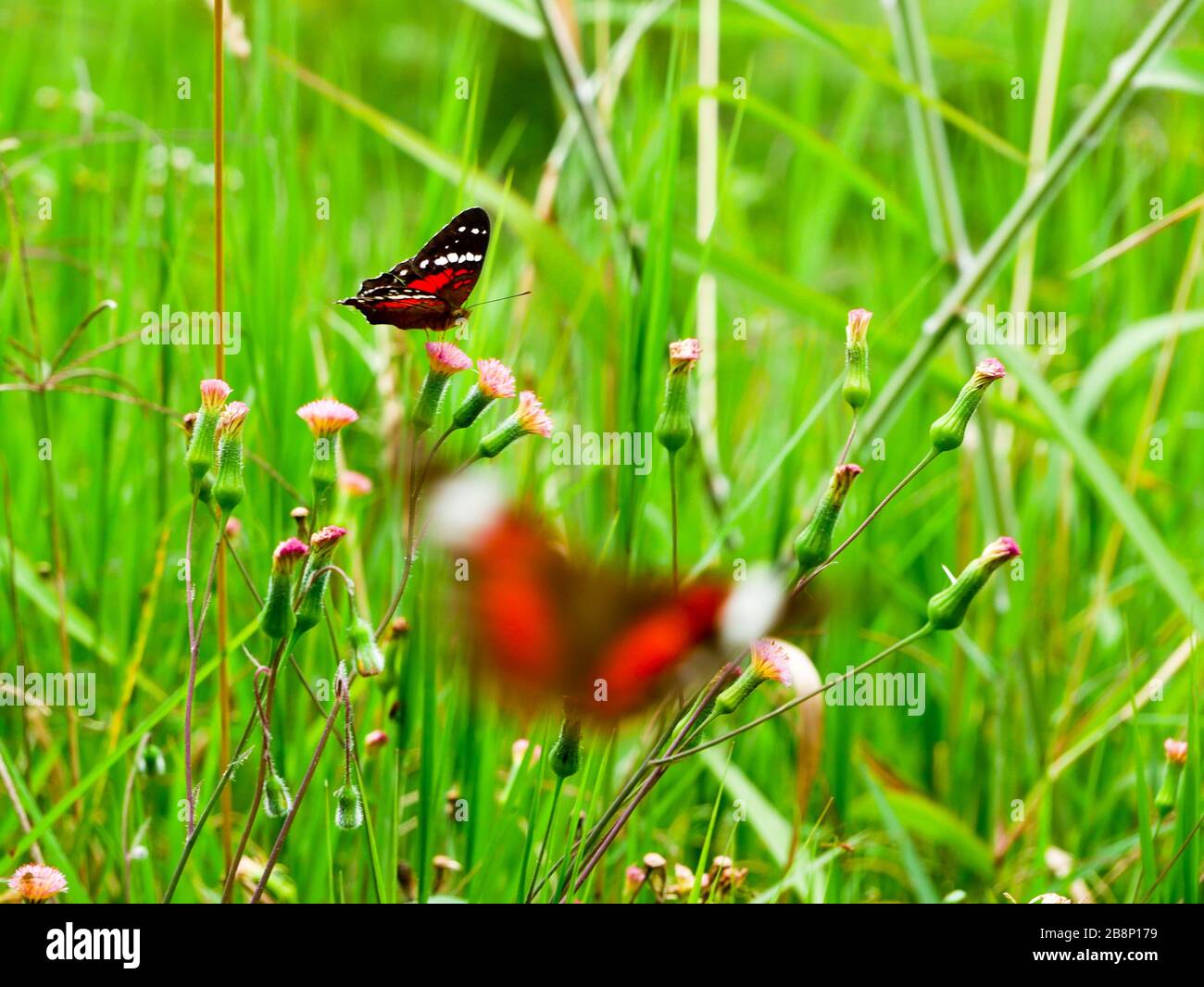 Two common butterflies (amartia Amathea) flying on a garden near the town of Jardin Antioquia, blurred foreground Stock Photo