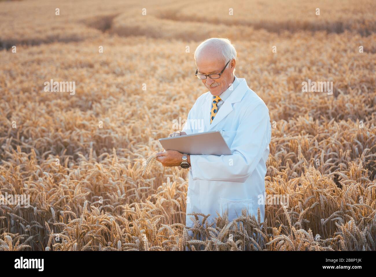 Man doing research on genetically modified grain in wheat field Stock Photo
