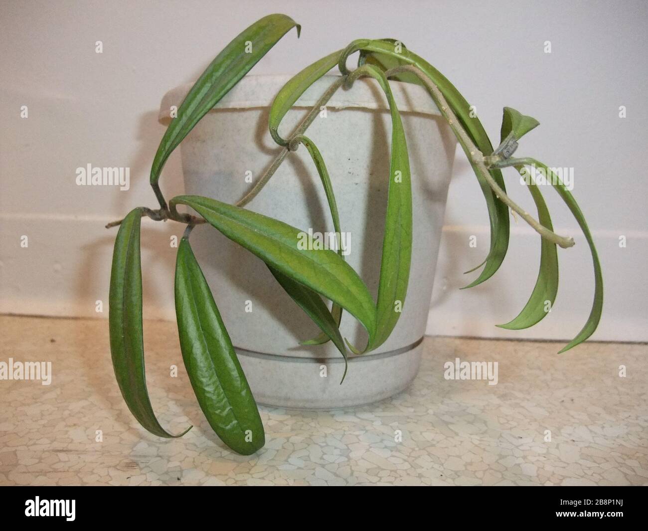 English A Photograph Of A Potted Hoya Siamica 24 December 09 18 19 Utc I Chhe Talk Created This Work Entirely By Myself Transferred From En Wikipedia Chhe Talk Stock Photo Alamy
