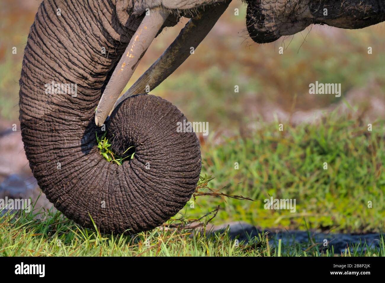 elephant trunk Stock Photo