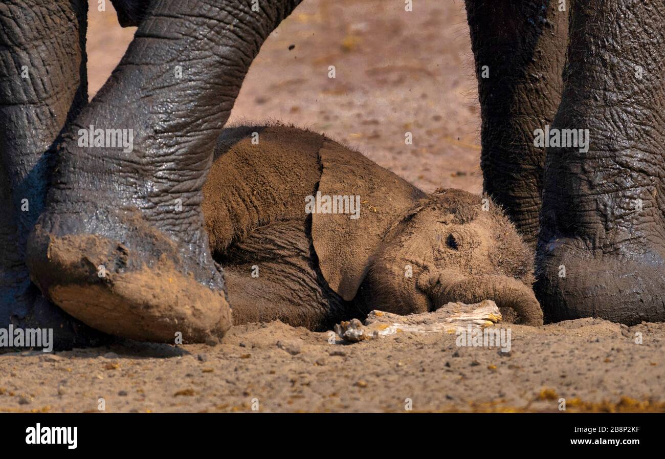 baby elephant Stock Photo