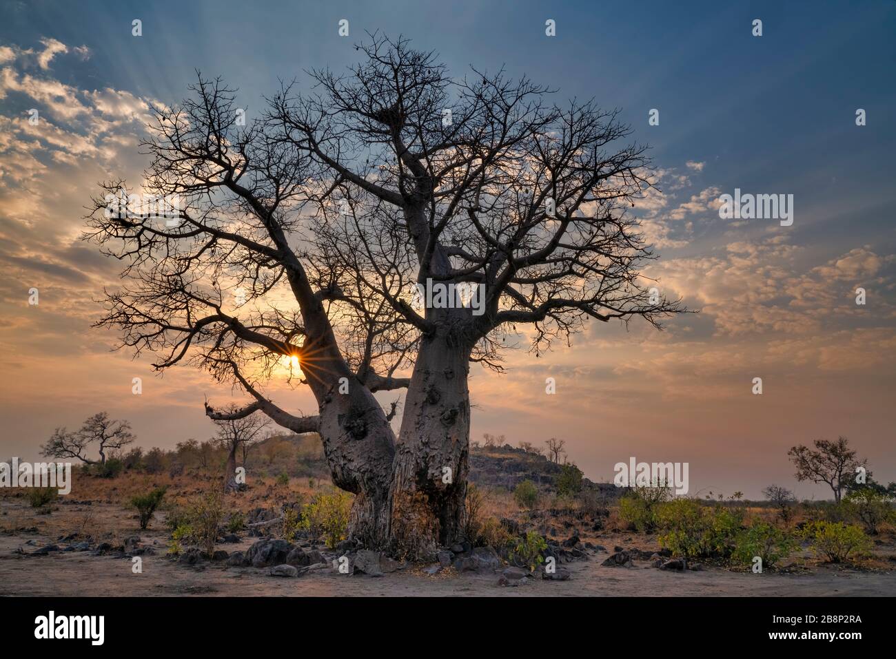 baobab tree Stock Photo